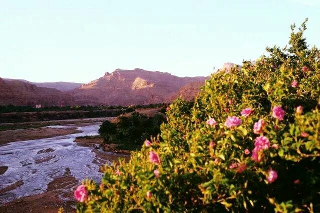 A scenic view features lush green foliage with blooming pink roses in the foreground. The gentle river winds through the valley, bordered by rocky hills that rise in the distance, illuminated by warm, natural light from the setting sun.