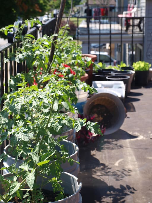 Our roof deck garden