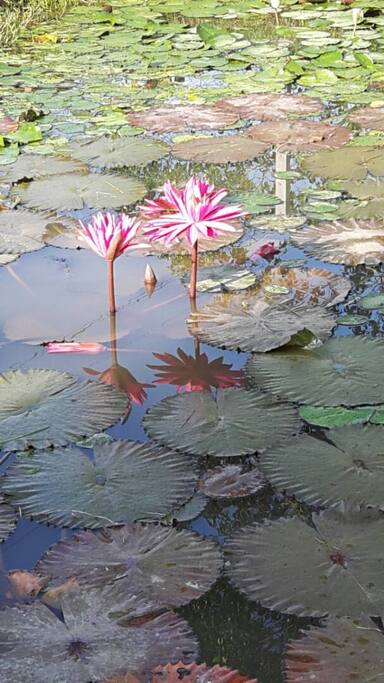 Cute little pond next to the house...with fish and all!