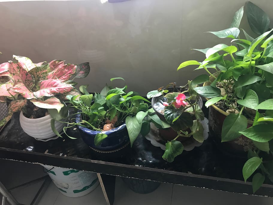 阳台上的花卉