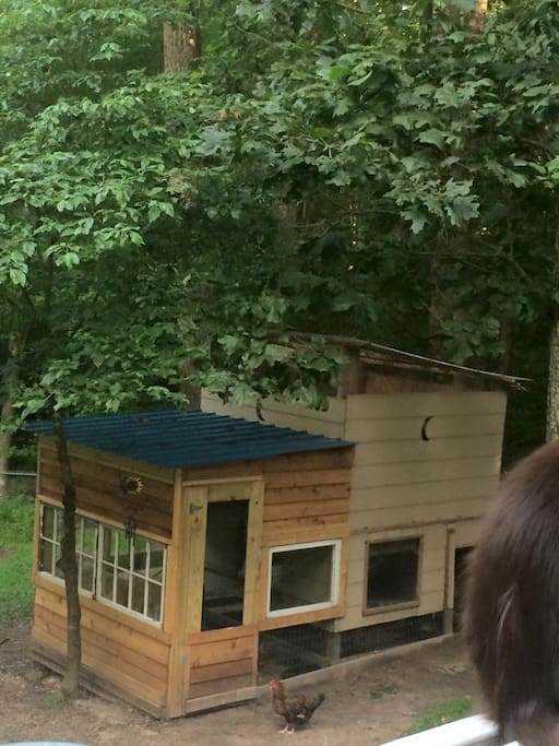 Chicken Coop