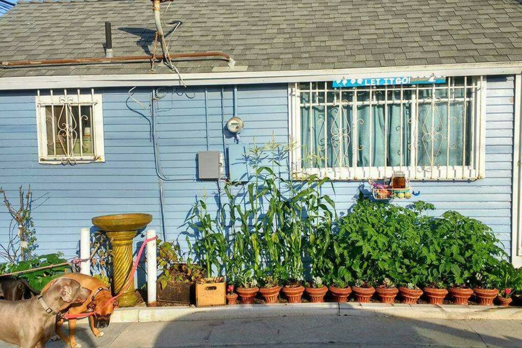 the garden!