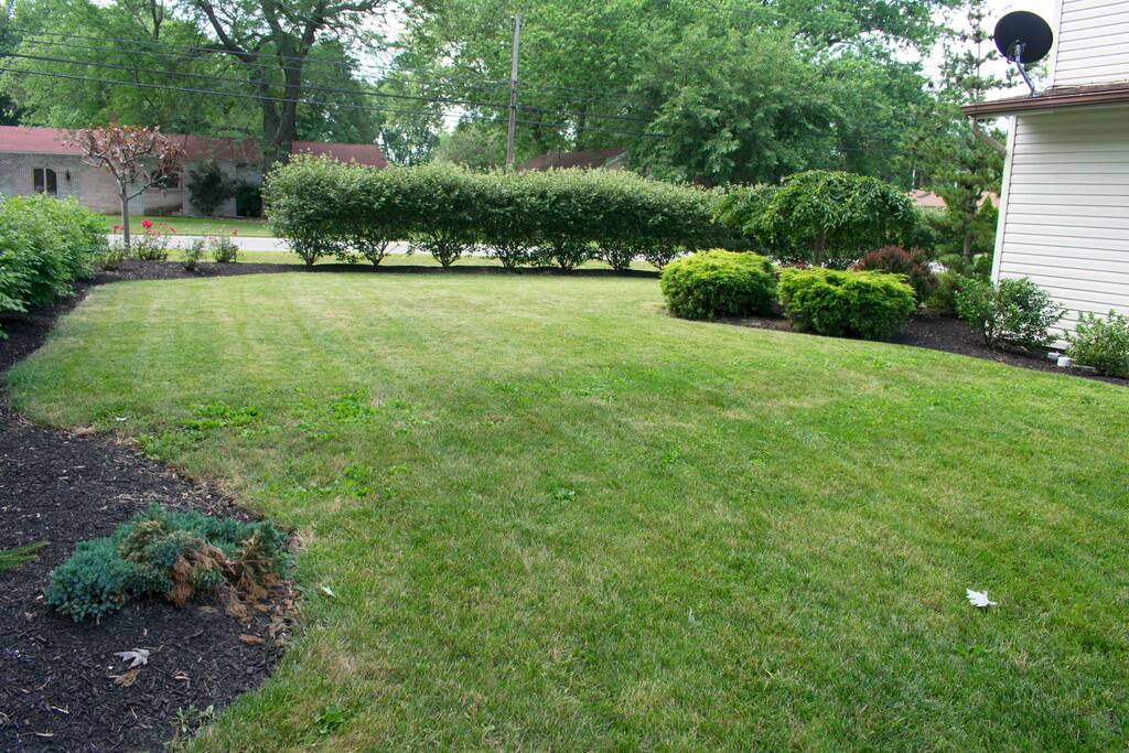 Front yard