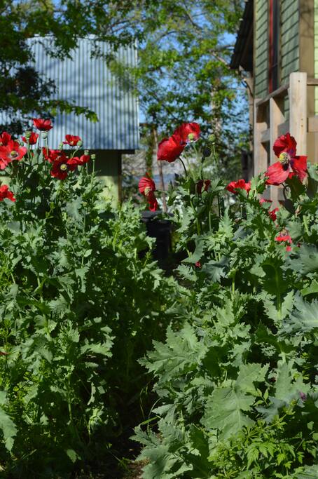 Tidy gardens with San Antonio flair