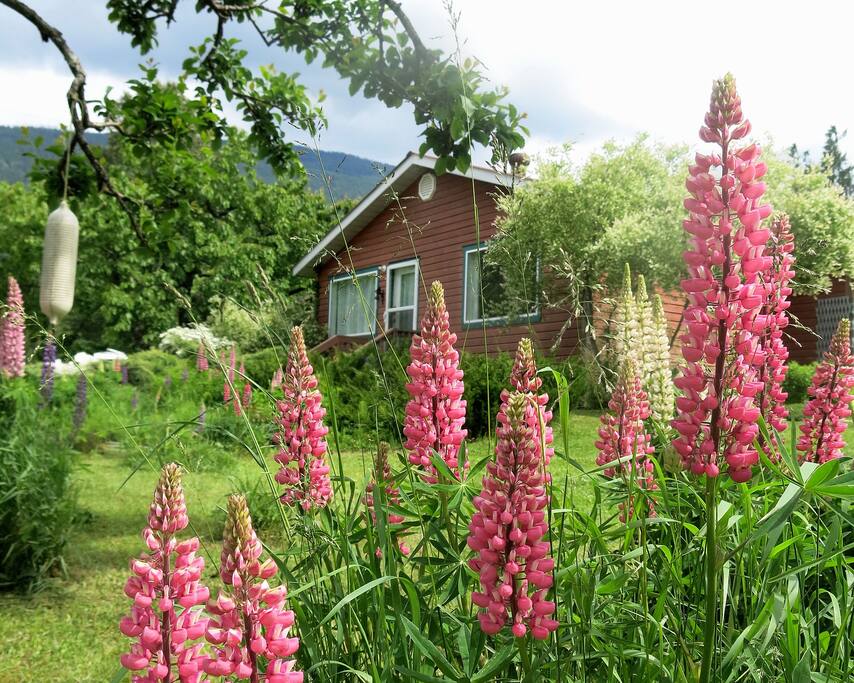 Front yard in June