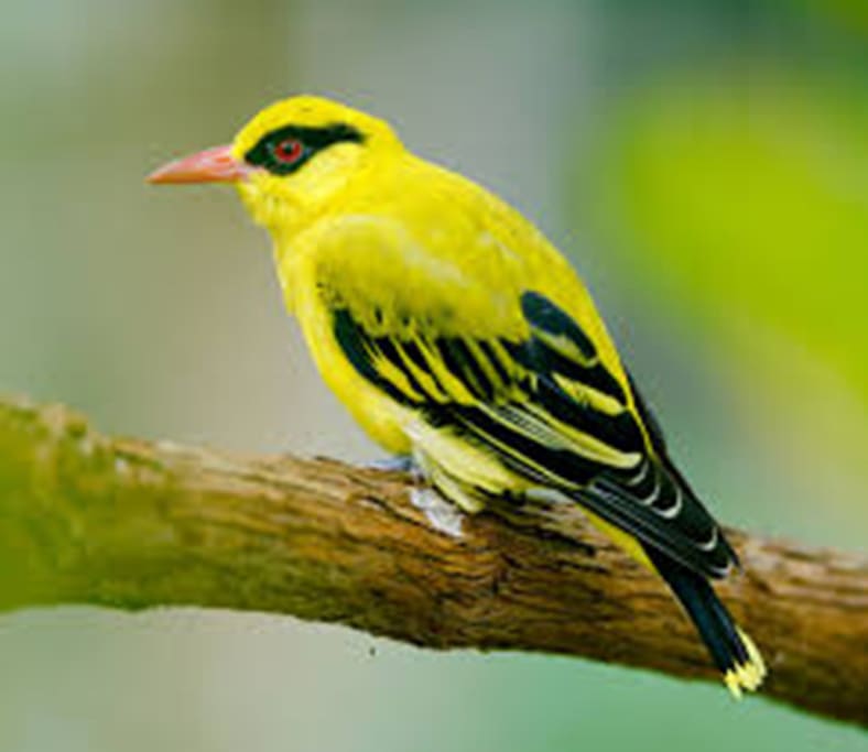 The Oriole's call - sometimes
heard in the garden!