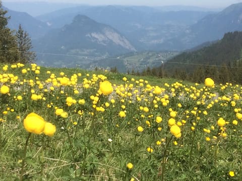 Apartment in the heart of the mountains