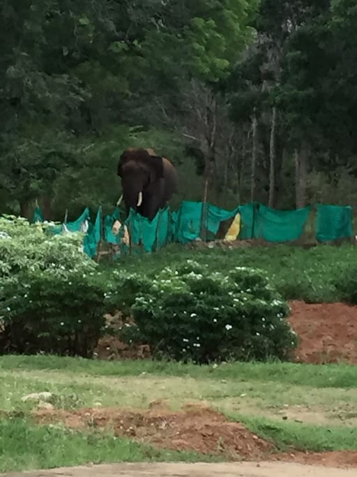 Elephant coming to quench his thirst inside the farm