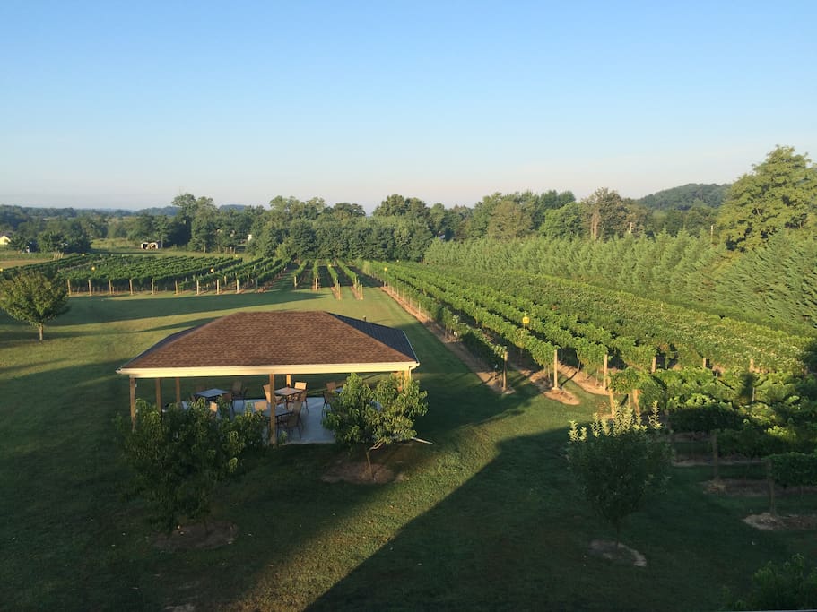 View of the Vineyard
