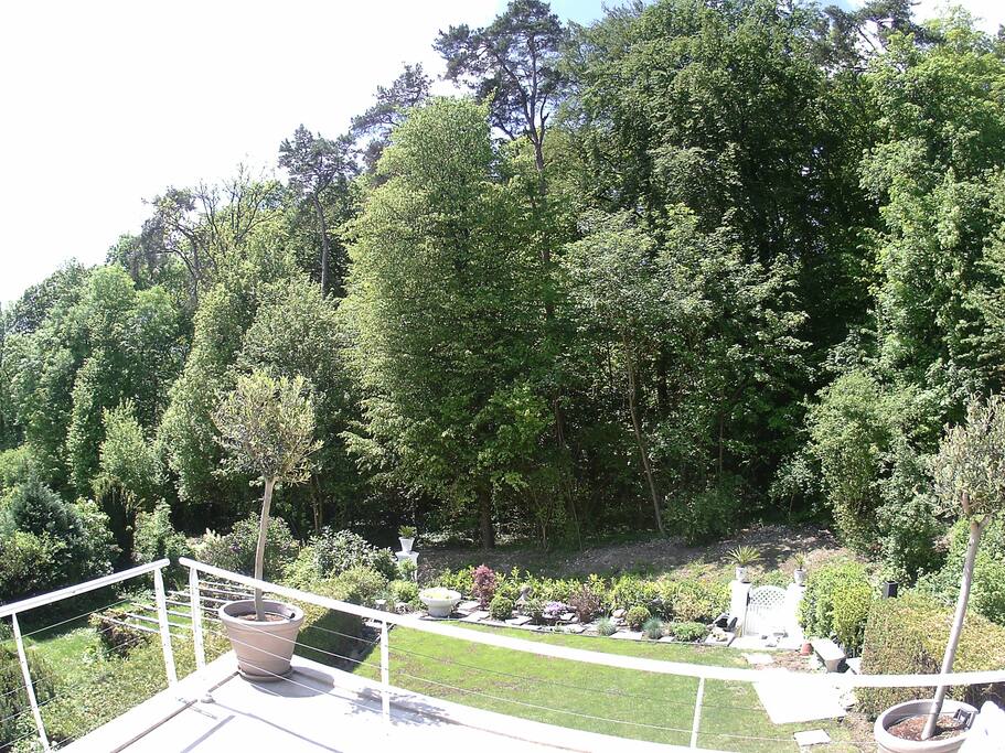 Garden bodering the forrest