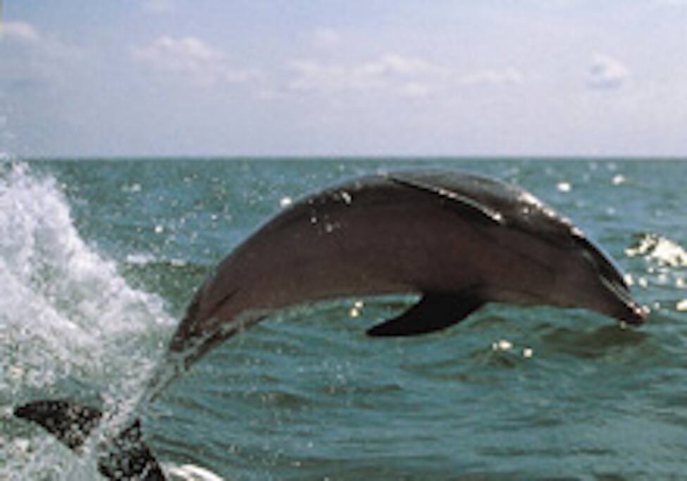 Dolphin Watching