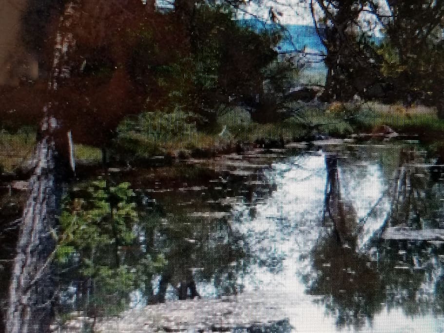one of our 3 ponds, fishing is free here! our horned owls like to hang out here, as well as lots of deer, we have random chairs & benches for relaxing, lots of creeks to put your feet in or fish