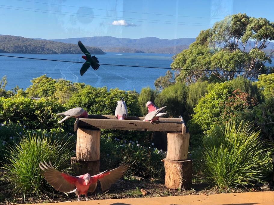 Our feathered friends