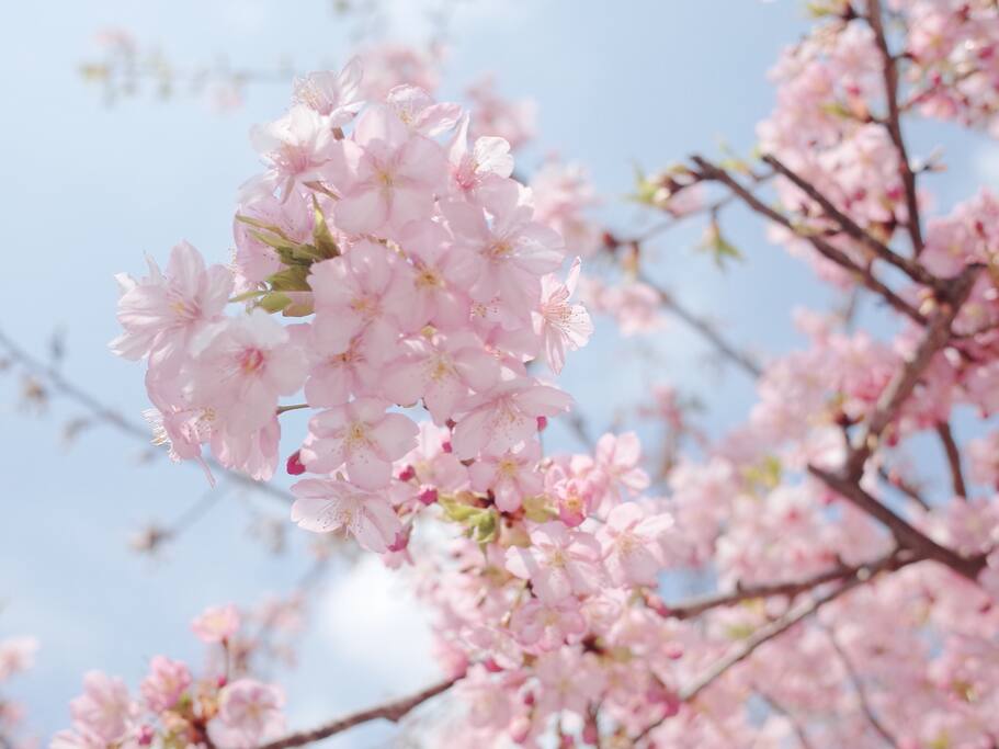 一颗独秀早开花的河津樱 京都旅游攻略 尽在airbnb爱彼迎 一颗独秀早开花的河津樱 京都旅游攻略 尽在airbnb爱彼迎