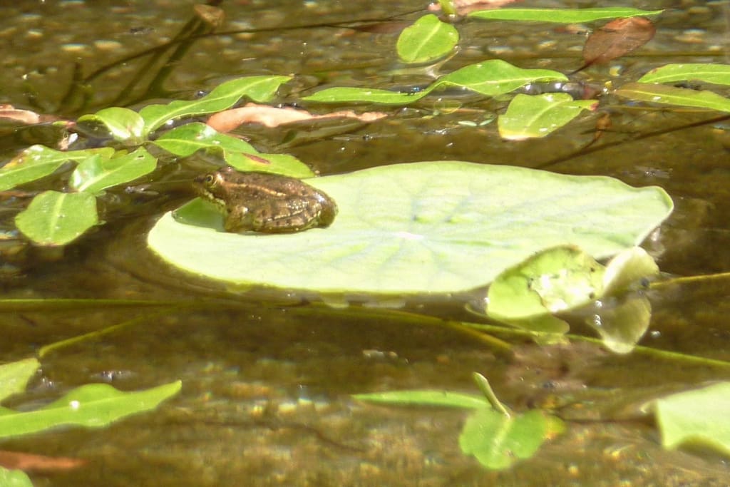 Frog on a lily leaf in the pond