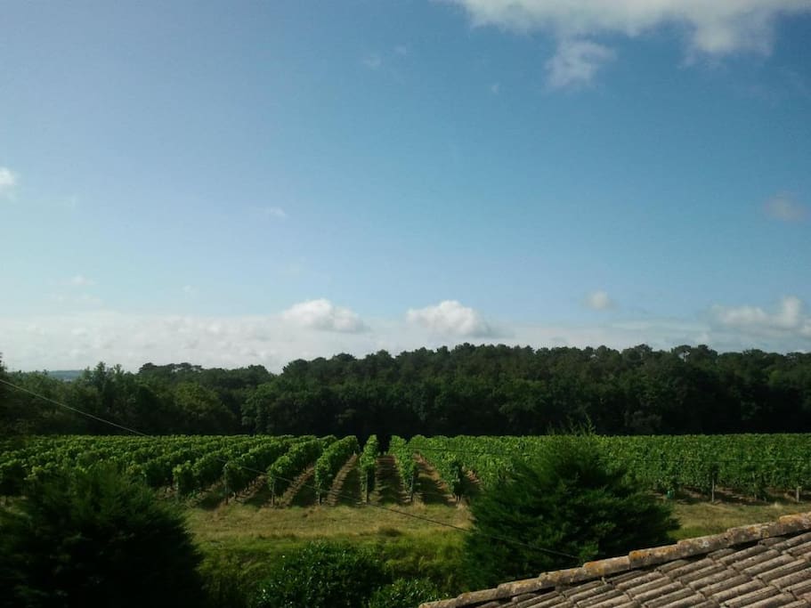 Side view from Balcony over the Vineyards