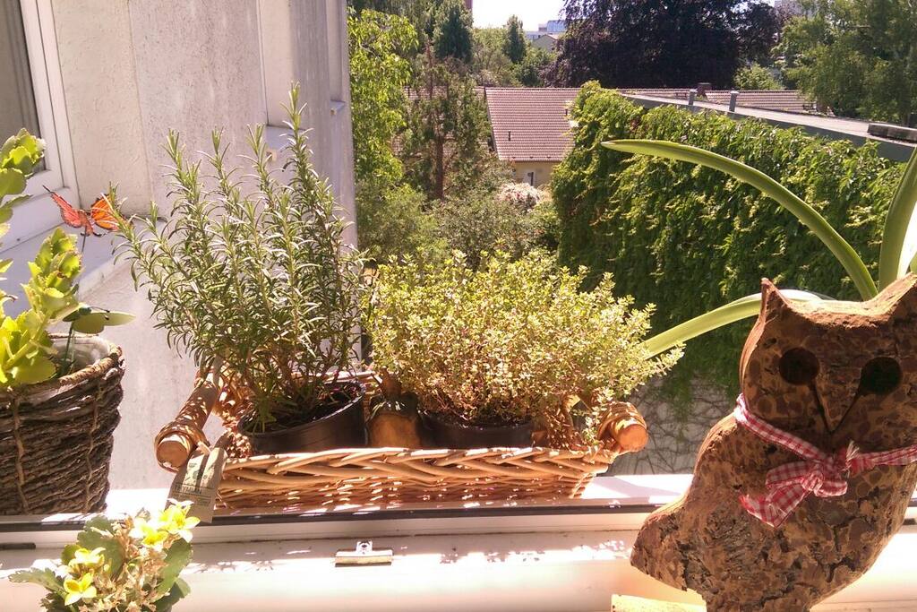 Ausblick aus der Küche und dem Zimmer zu dem sehr ruhigen Hinterhofgarten :)