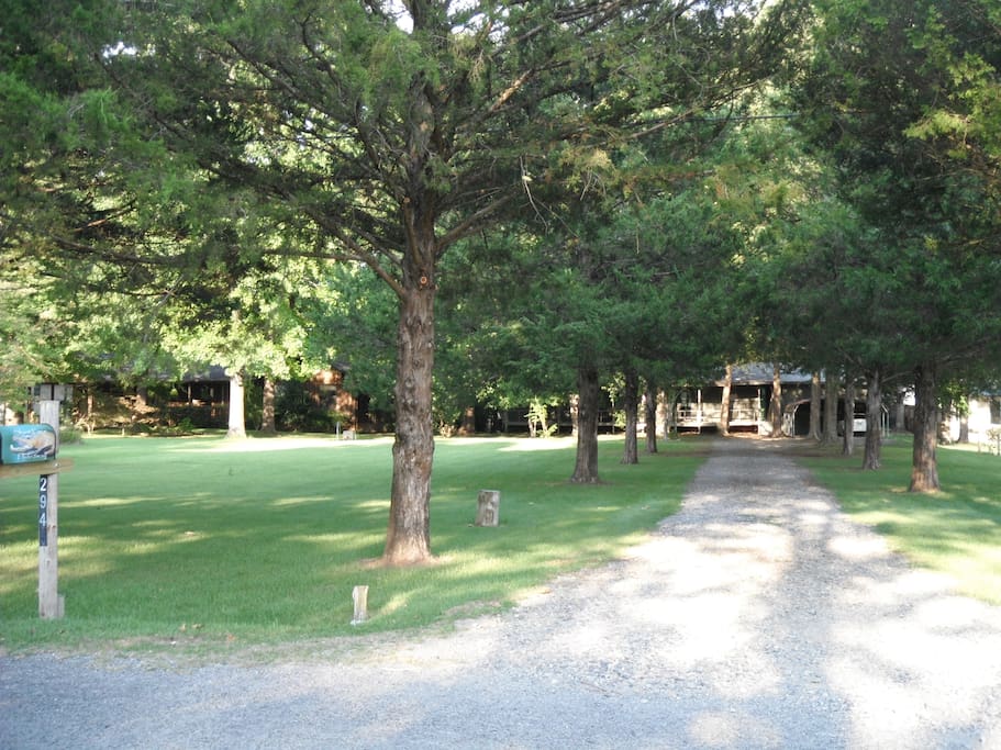 Driveway lined with evergreens.