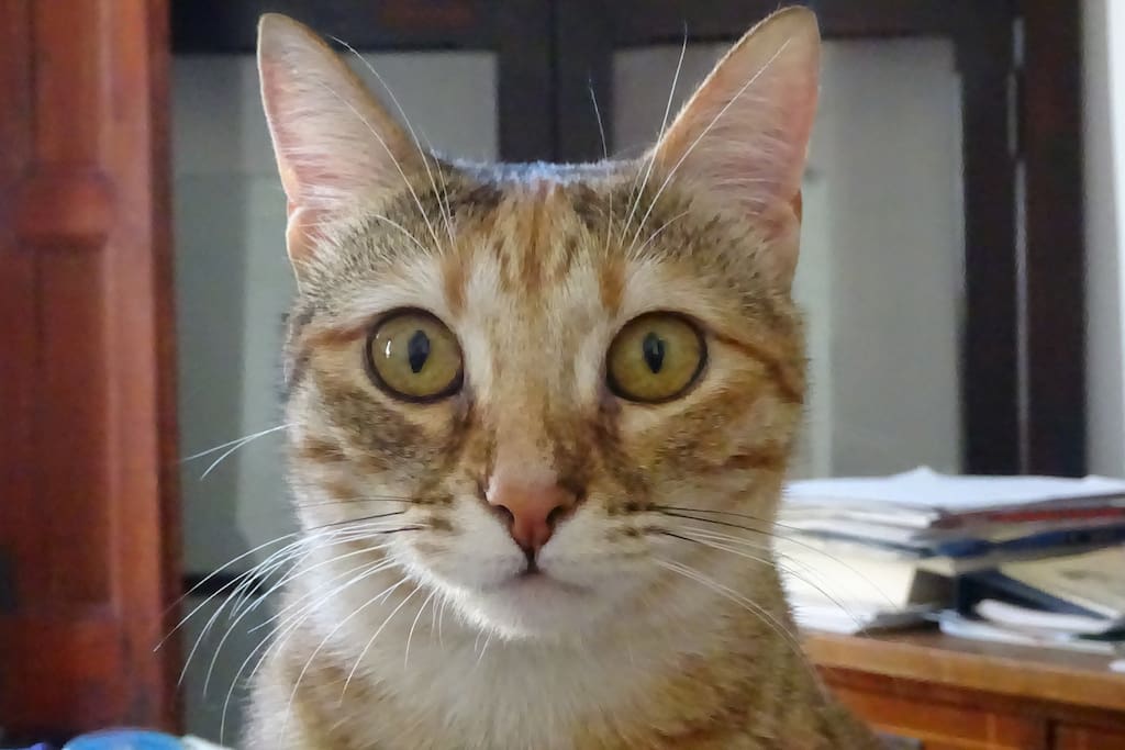 Mathilda, my cat