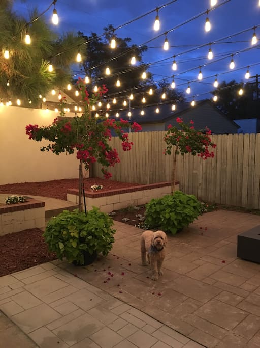 Back yard during the evening with the rugs put away (November).