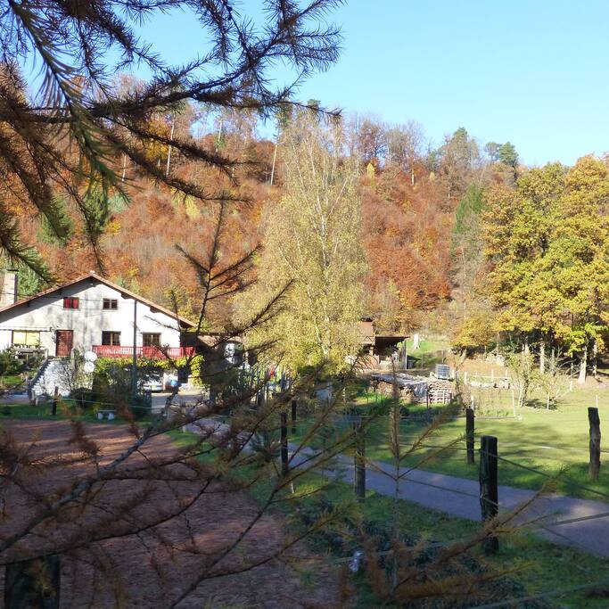la vue de la maison en automne, entourée de forêt et de chevaux