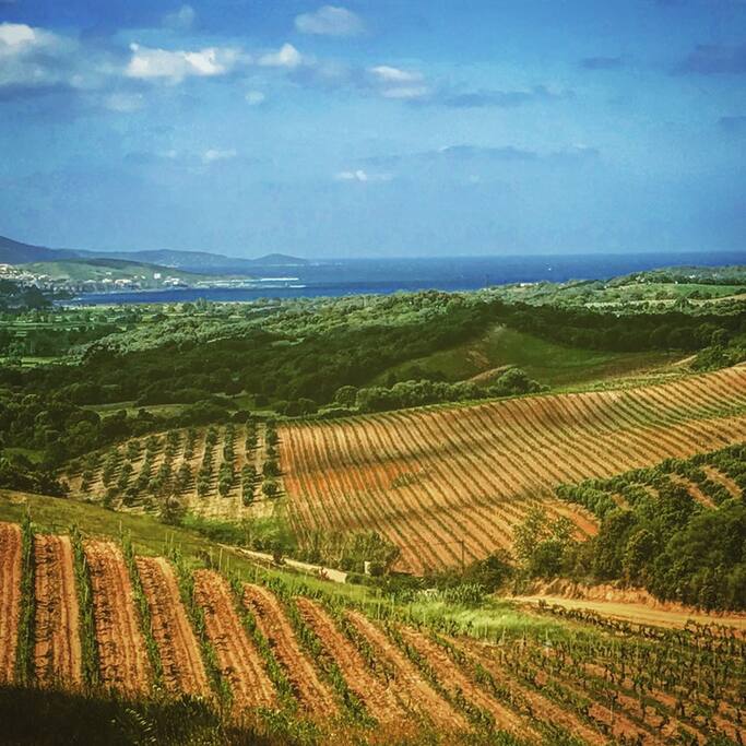 Vues sur Vignoble et