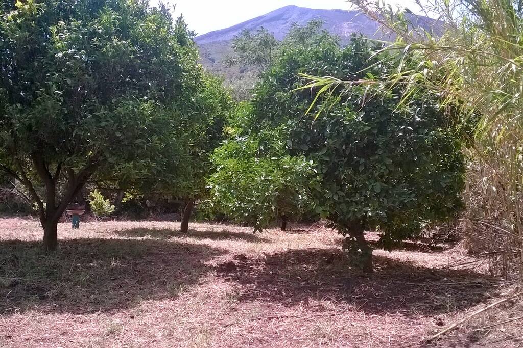 Giardino