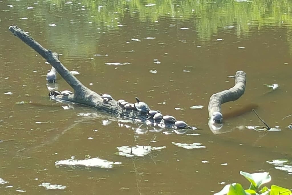 Turtles!