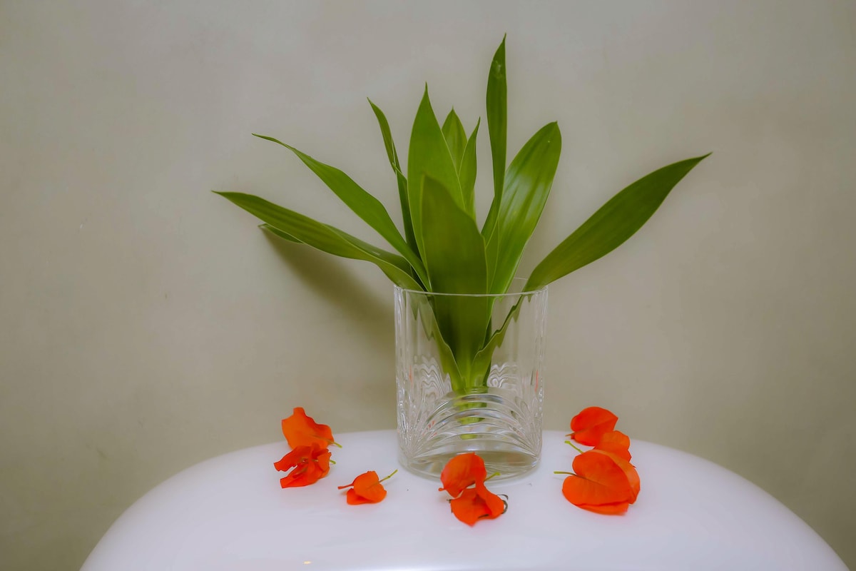 A clear glass vase contains green leaves, standing on a white surface. Orange petals surround the base of the vase, creating a vibrant contrast against the neutral background.