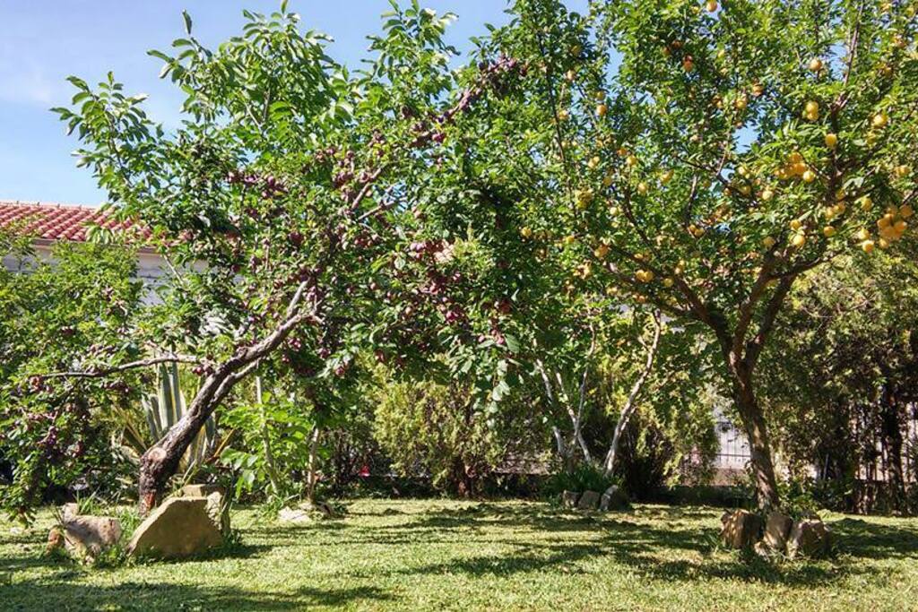 Giardino - prugne