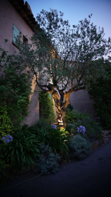 Olive Tree entrance
