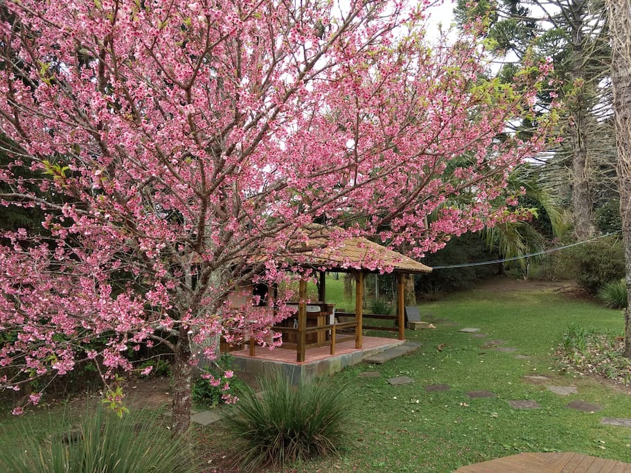 Agosto de 2018 - Floração da Cerejeira Ornamental .
Todas as épocas do ano temos flores pelo sítio .
