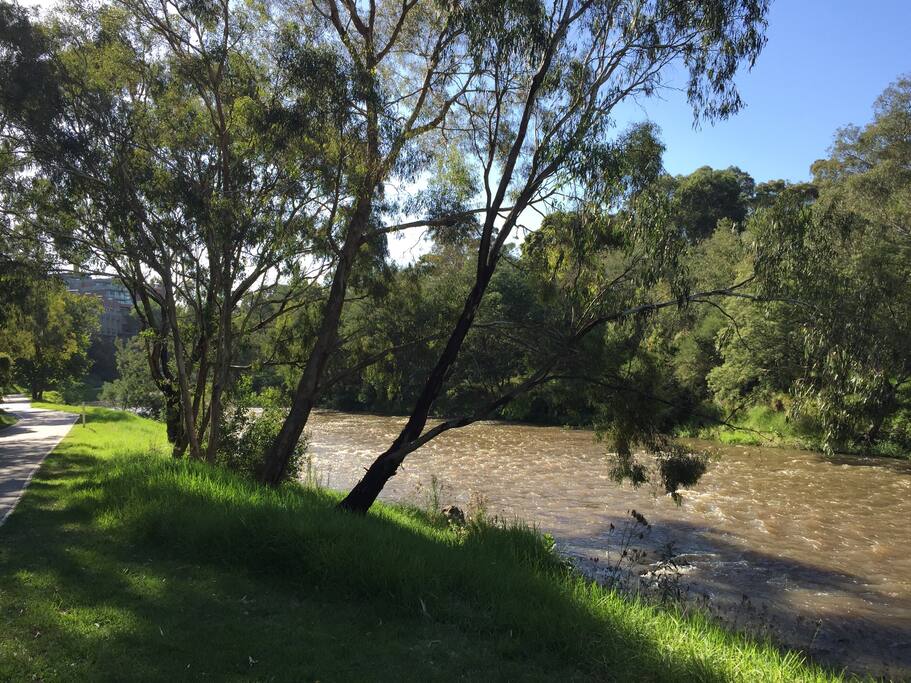 Our back yard
