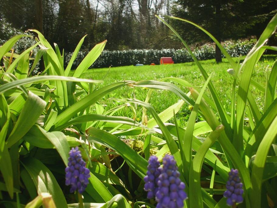 Une vue du jardin de 1000m²