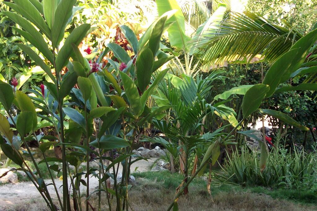 Tropical Garden