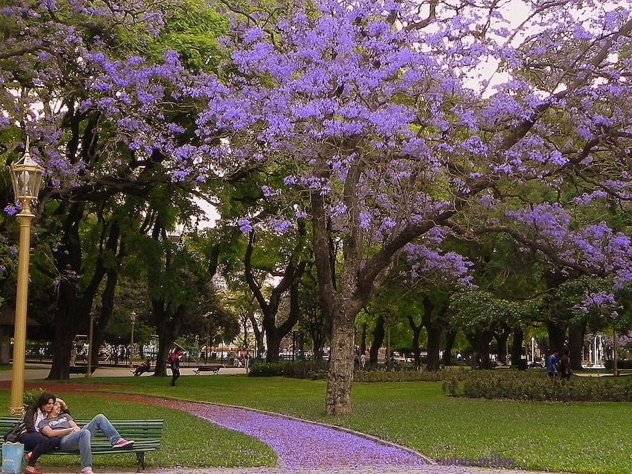 A solo 50 metros está la Plaza San Martín. Así se ve en primavera. Para nosotros, es la plaza mas linda de Buenos Aires!!