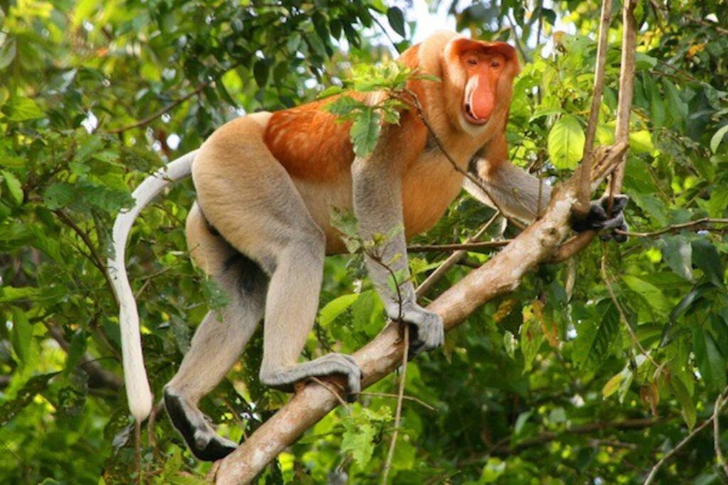 Attraction - Proboscis Monkey