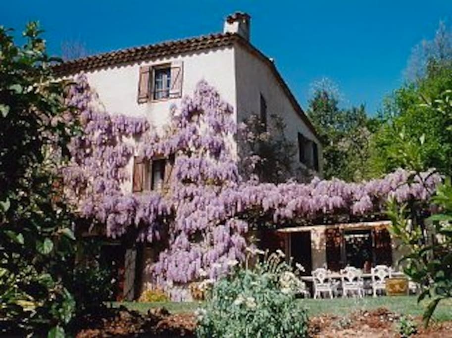 Beautiful wisteria covered house
