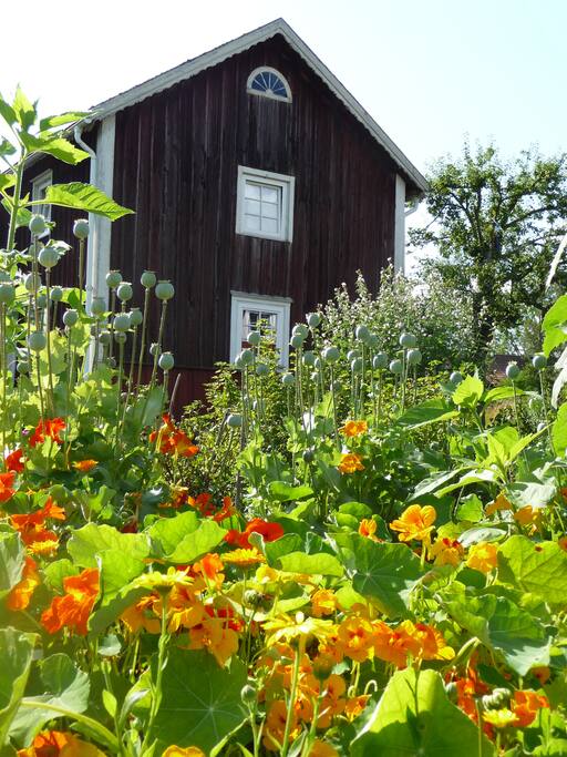 Sommer auf Rumskulla-Näs