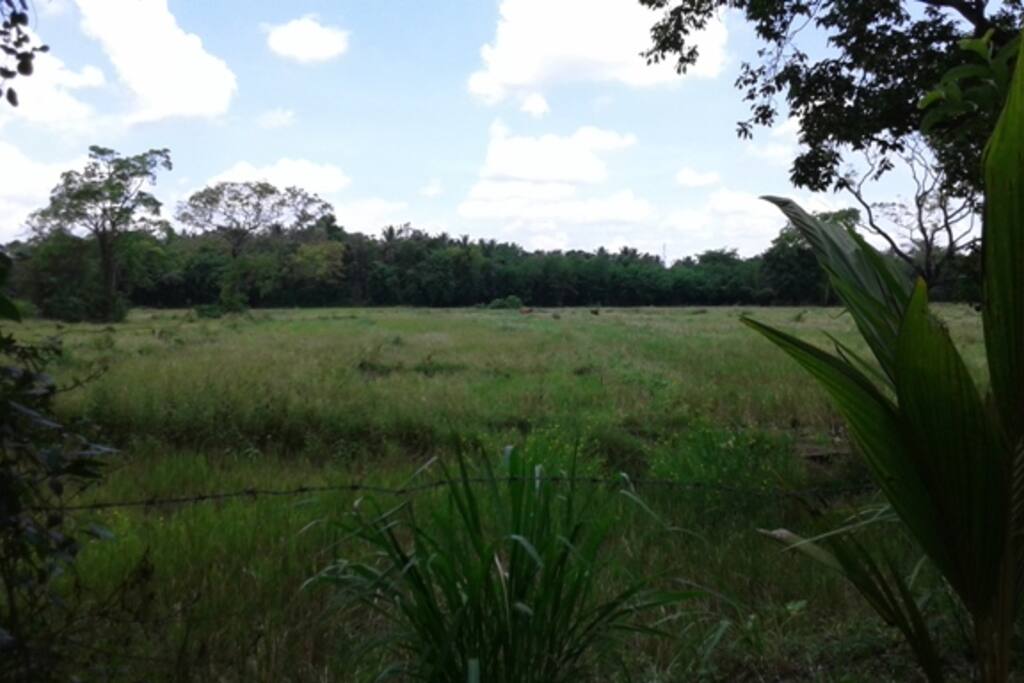 view from the garden overlooking a paddy field