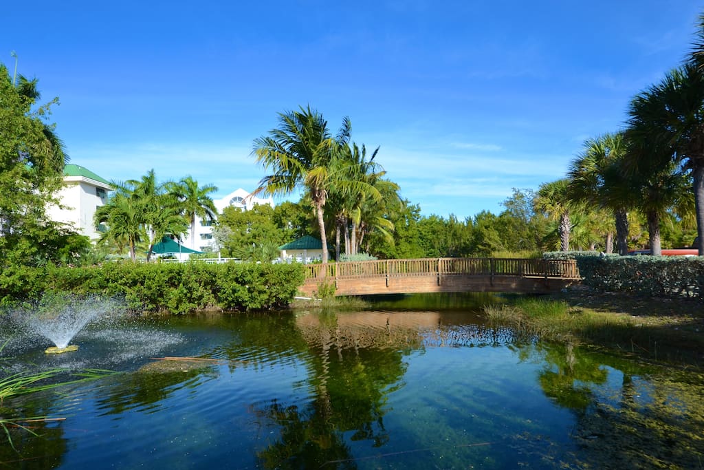 This salt pond is home to turtles, fish, iguanas, & birdies!