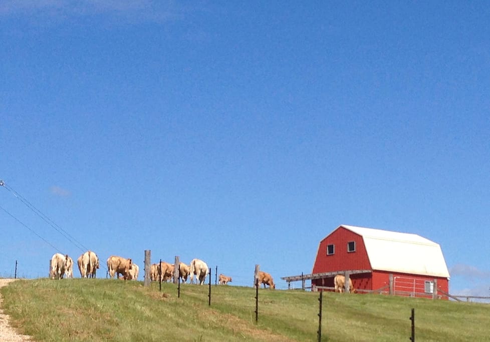 The Blondes heading up to the Red Shed