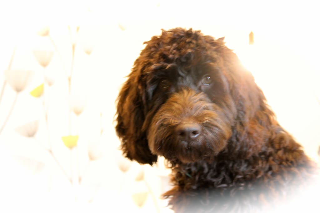 Willow will great you on arrival