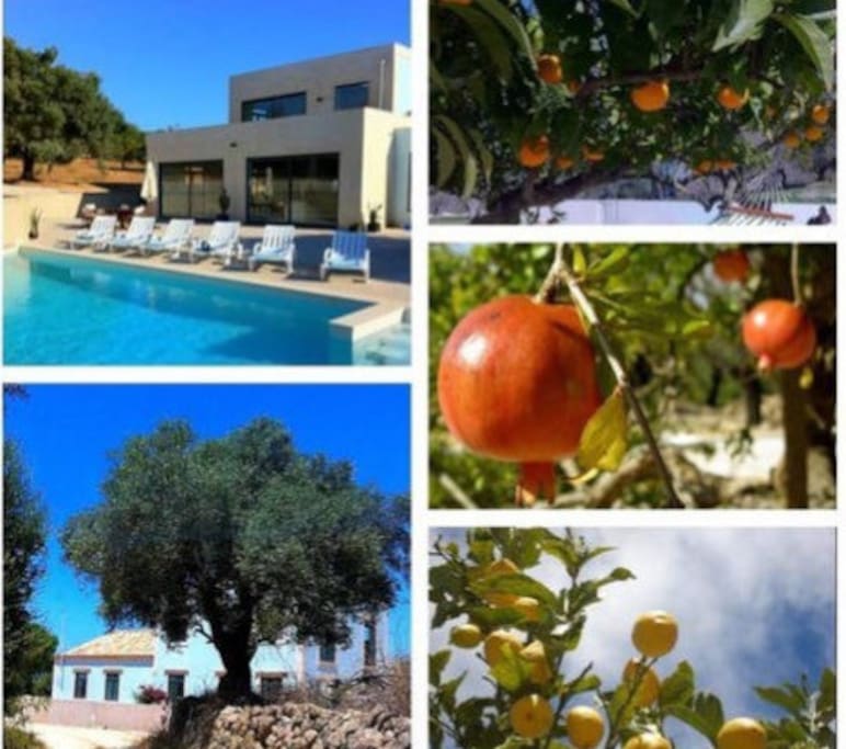 Lovely fruit trees
Help yourself to lemons , tangerines, figs, pomegranates and almonds