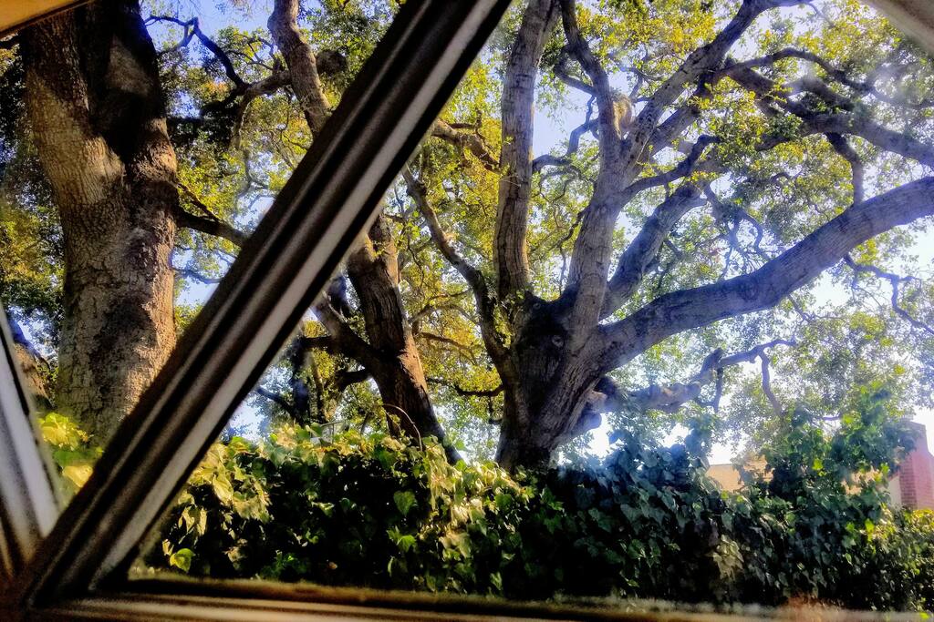 view from bedroom window