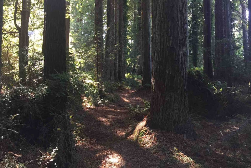 There are plenty of easy access trails through the redwood forest across the street to enjoy. Bring your coffee and go for a stroll to start your morning.