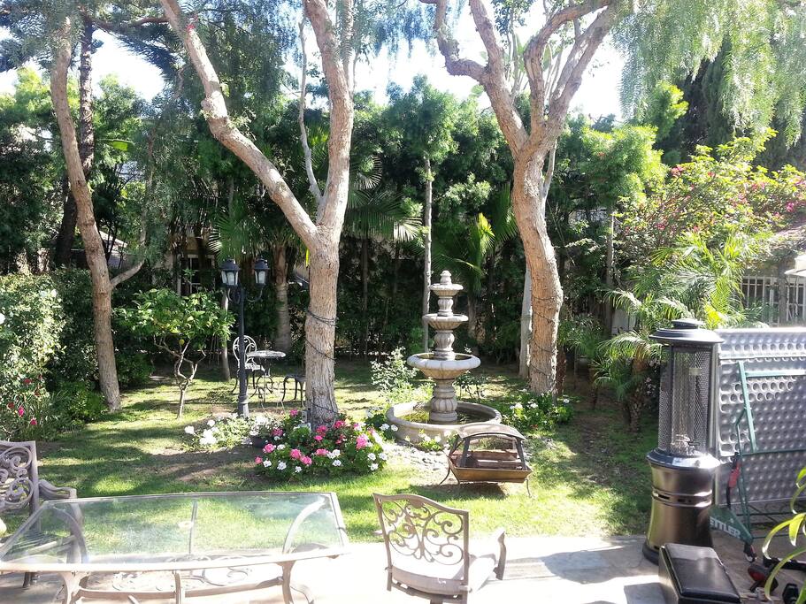 Back yard