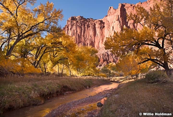 Yellow Cottonwoods along the Fremont River, Capitol Reef