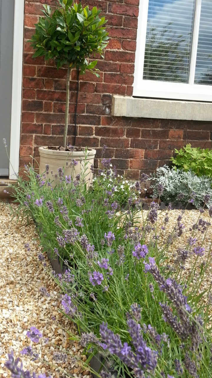 A gravel pathway leads to a brick facade, where a line of lavender plants adds a touch of color. A potted tree stands nearby, complemented by additional greenery and small white flowers, creating a serene garden space.
