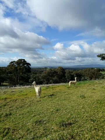 袋鼠之地 170亩岱崮地貌 Family activities客房 gallery image 5